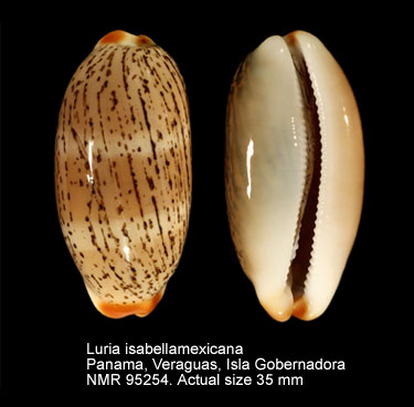 Luria isabellamexicana (2).jpg - Luria isabellamexicana(Stearns,1893)